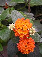 Lantana - Lantana camara (fam Verbenacee) (Amerique tropicale) (03) (Photo F. Mrugala)